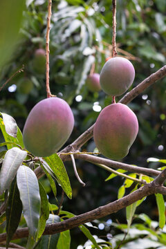 Three Mango Fruit bunch Tree in Jungle nature in Costa Rica 
