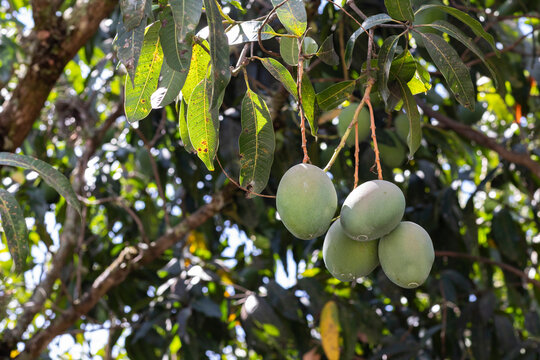 Ecology Mango Fruit bunch Tree in Jungle nature in Costa Rica 