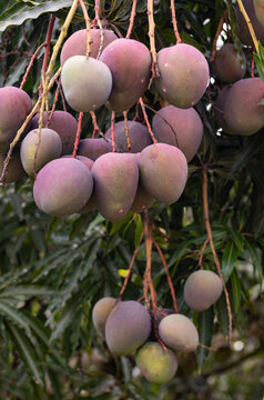 Ripe Mango Fruit bunch Tree agriculture Jungle nature in Costa Rica 