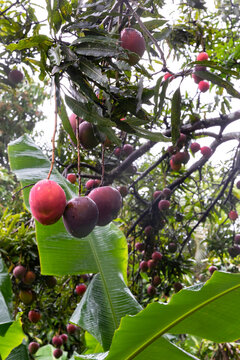 Delicious Mango Fruit bunch Tree in Jungle nature in Costa Rica 