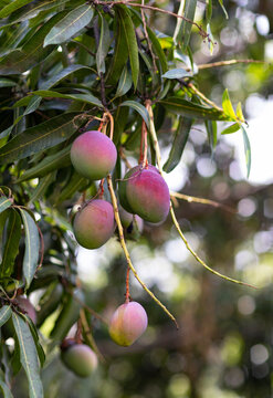 Ripe Mango Fruit produce bunch Tree in Jungle nature in Costa Rica 
