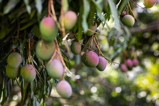 Ripe Mango Fruit growth bunch Tree in Jungle nature in Costa Rica 