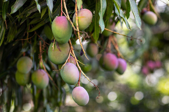 Ripe Mango Fruit bunch Tree in Jungle nature 