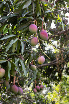 Ripe Mango Fruit hangs in bunch Tree in Jungle nature in Costa Rica 