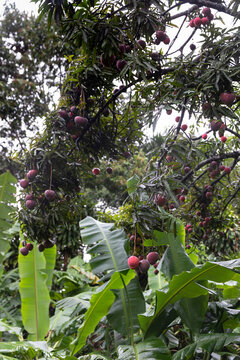 Ripe Mango Fruit bunch Tree in Jungle tropical nature in Costa Rica 