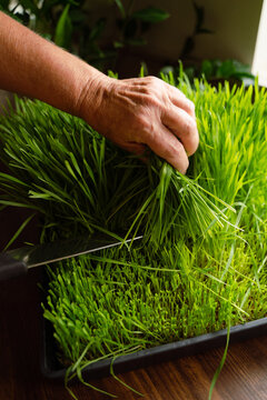 Female Hand Cutting Wheatgrass 
