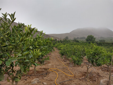 Campo de Mandarinas