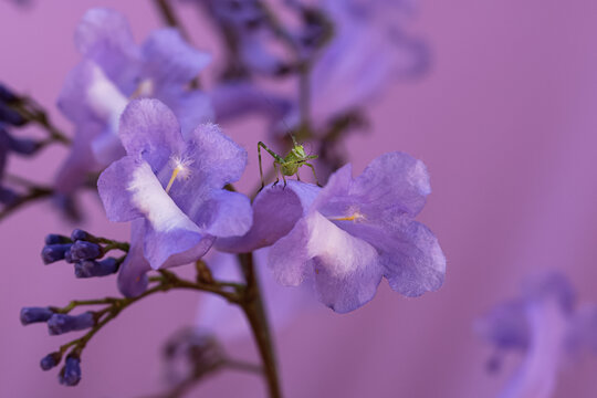 Grasshopper on jacaranda flower cleaning antenna.