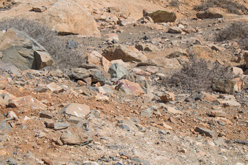 Ardilla majorera vigilando