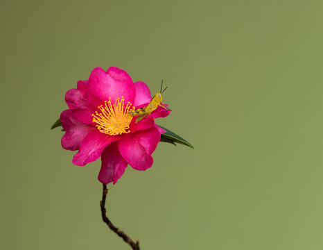 Yellow grasshopper perched on a camellia