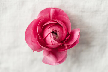 single beautiful ranunculus on linen