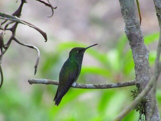 hummingbird on a branch