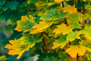 Yellowed maple leaves. Beautiful maple leaves