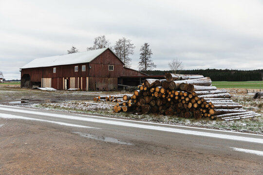 Wood pile in frosty land