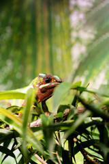 chameleon in the zoo