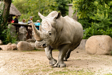 rhino in the zoo