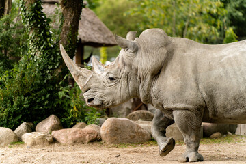 Fototapeta premium rhino in the zoo