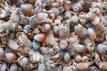 Nuts. Ripe hazelnuts in husk from forest, background