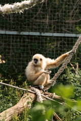 gibbon on a log