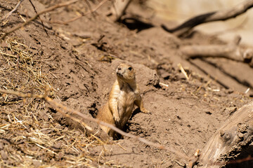 prairie dog in the zoo