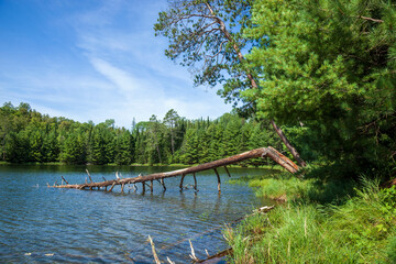 Small trout lake in northern Minnesota with a fallen tree in the water on a summer day
