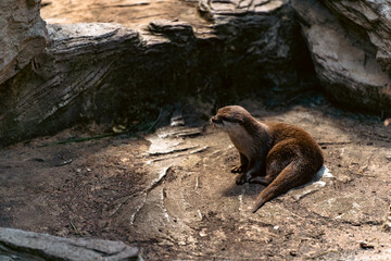 Otter on a rock