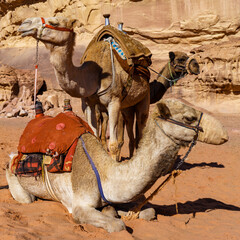 Wielbłądy do przewozu turystów pustynia Wadi Rum Jordania - obrazy, fototapety, plakaty