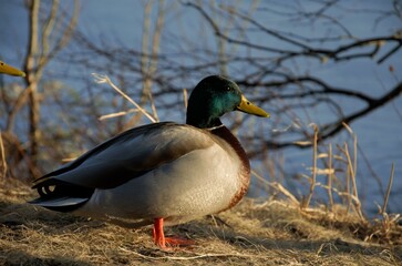 duck on the shore