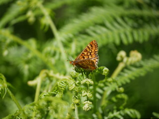 Insectos