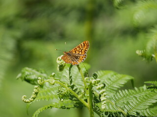 Insectos