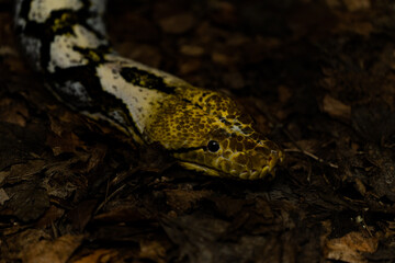 closeup of a snake