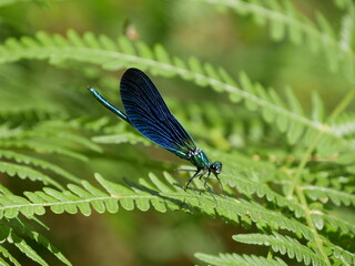 Insectos
