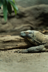 iguana on a rock