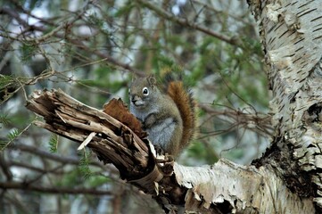 squirrel on a birch branch