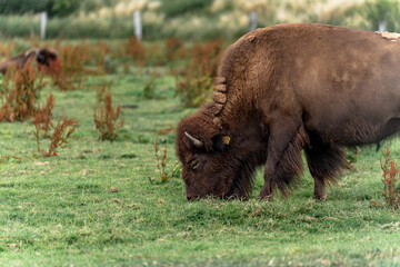 Fototapeta premium american bison in park