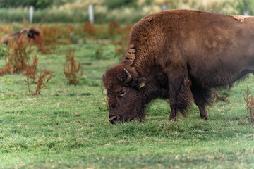 Fototapeta premium american bison