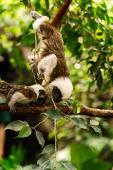 Closeup of a cottontop tamarins