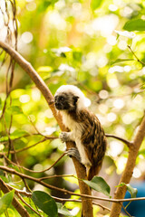 Closeup of a cottontop tamarin