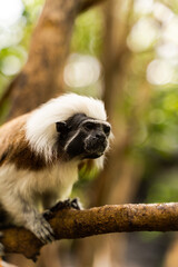 Closeup of a cottontop tamarin