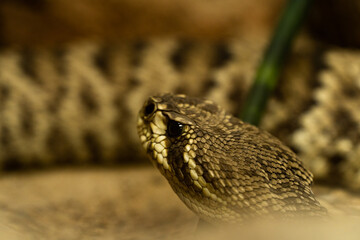 Closeup of a snake
