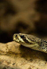 close up of a snake