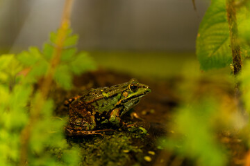frog in the grass