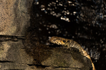 Lizard on a rock