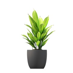 decorative flowers and plants for the interior, isolated on white background, 3D illustration, cg render
