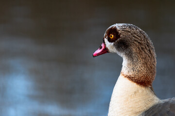 Egyptian Goose in Richmond Park