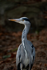 Grey Heron Staring