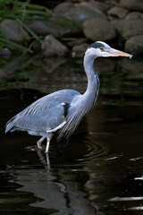 Grey heron in the Thames