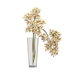 decorative flowers and plants for the interior, isolated on transparent background, 3D illustration, cg render