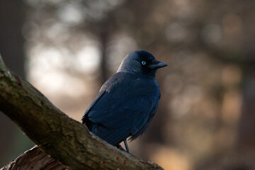 Jackdaw on a branch in Richmond Park