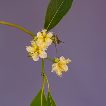 Grasshopper Climbing Flowers One Leg Bent 